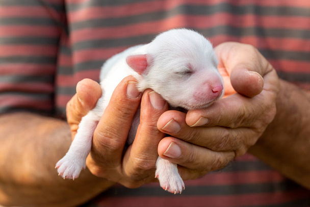 Cute little puppy in the hands of a man - Foto, afbeelding