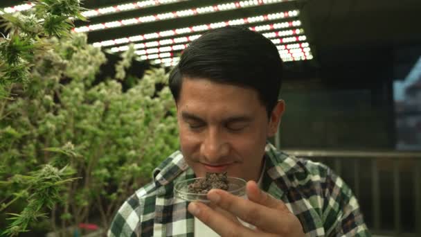 Marihuana farmář testuje marihuanu pupeny v léčivé marihuany farmě před sklizní k produkci marihuany produkty - Záběry, video