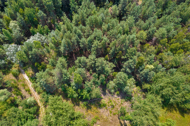 Drone view of the summer deciduous oak and pine forest from above. - Foto, imagen