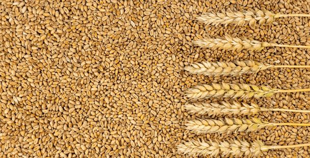 Ears of wheat on the harvested crop of wheat grains. Can be used as a background. View from above - Foto, imagen