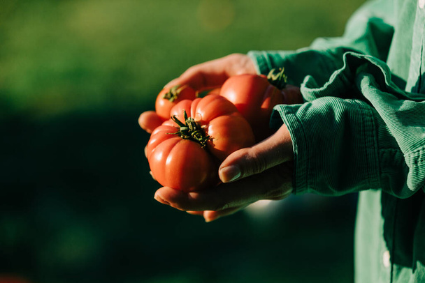 Woman in green shirt hold tomato in hand in outdoor - 写真・画像