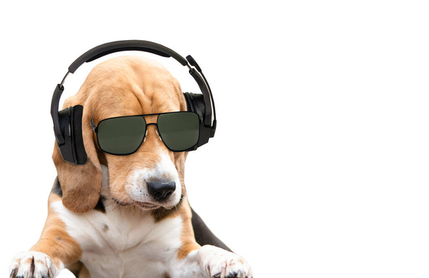funny beagle dog in headphones and sunglasses listens to music, dj, isolated - Foto, Imagem