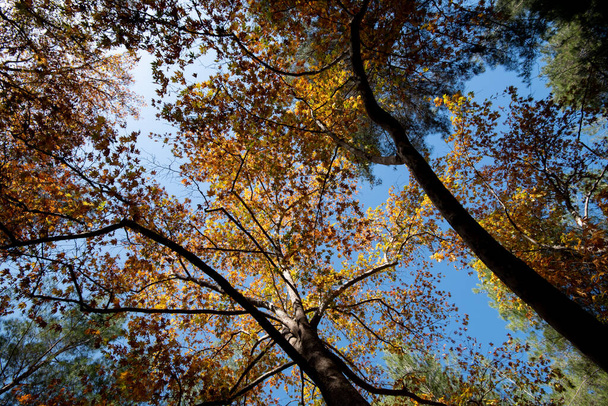 Low angle view of tree trunk tops with yellow maple leaves on the branches facing towards a blue sky in Autumn - Foto, immagini