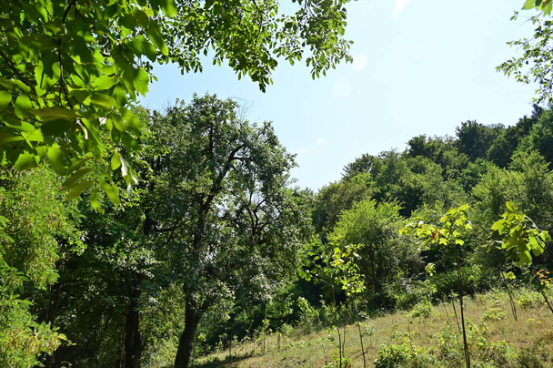 close up of trees in the forest, nature landscape - Fotó, kép