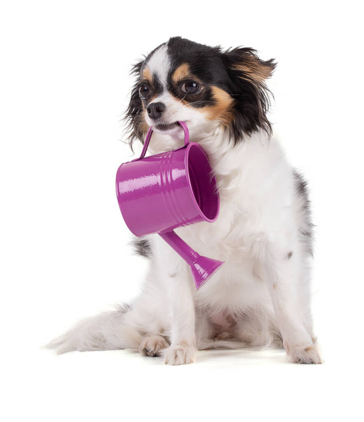 Adorable chihuahua dog with a watering can on white background - Foto, Imagen