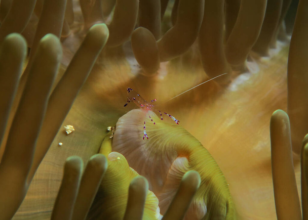 A tiny Cleaner Shrimp on anemone Cebu Philippines - Zdjęcie, obraz