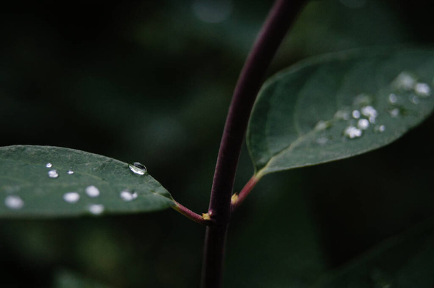 Beautiful droplets on dark leave - Fotó, kép