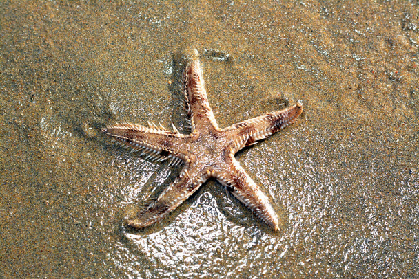 Spiny starfish (Marthasterias glacialis), starfish with a small central disc and five slender, tapering arms. Each arm has three longitudinal rows of conical, whitish spines, Spiny sea star fish - Foto, Imagen
