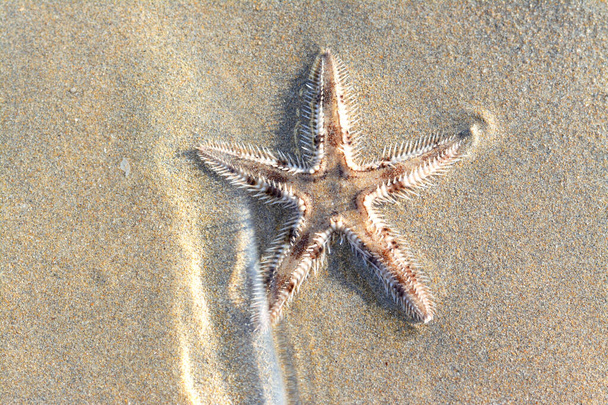 Spiny starfish (Marthasterias glacialis), starfish with a small central disc and five slender, tapering arms. Each arm has three longitudinal rows of conical, whitish spines, Spiny sea star fish - Foto, Imagen