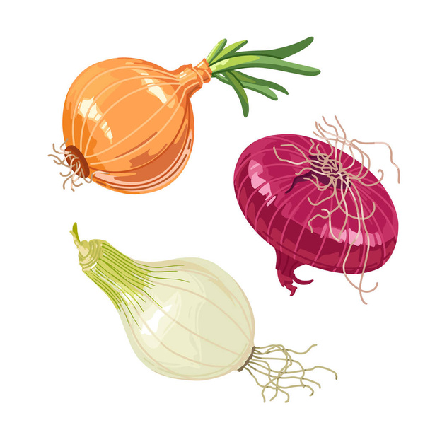 Different variants of onions in a realistic style on a white background for printing and design.Vector clipart. - Vetor, Imagem