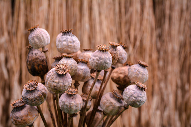 Opium poppy, dry poppy plant at harvest time .Closeup of poppy heads. - Foto, afbeelding