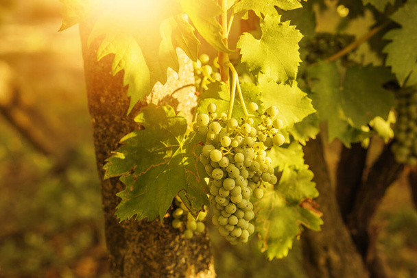 Grapes growing in a vineyard on a sunny day.Summer season. High quality photo - Foto, Imagem