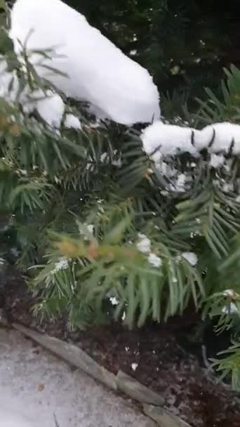χιόνι στα κλαδιά, χιόνι στο δέντρο της πικέας το χειμώνα  - Πλάνα, βίντεο