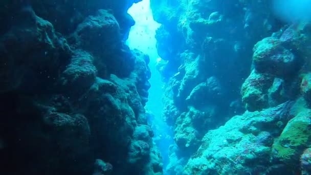 Koralliriutta ja vesikasvit Punaisellamerellä, Eilat Israel - Materiaali, video
