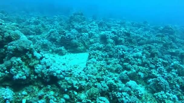 Barriera corallina e piante acquatiche nel Mar Rosso, Eilat Israele - Filmati, video