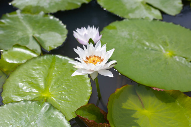 Beautiful blooming lotus flower with leaves, White water lily pond - Фото, зображення
