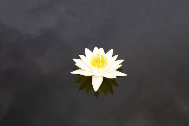 Beautiful blooming lotus flower.  Waterlily pond - Foto, afbeelding