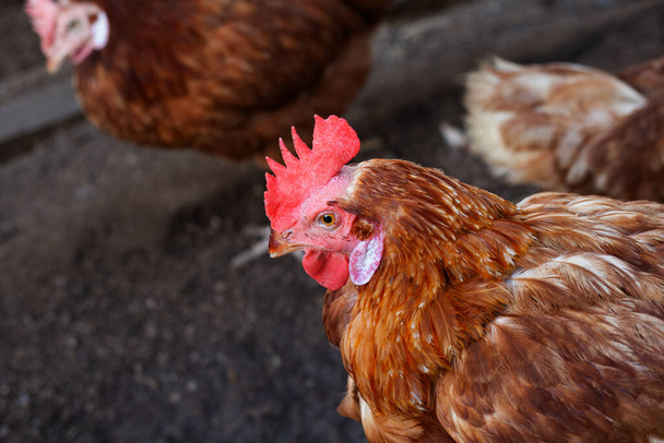 Hens in the chicken farm. Organic poultry house. - Valokuva, kuva