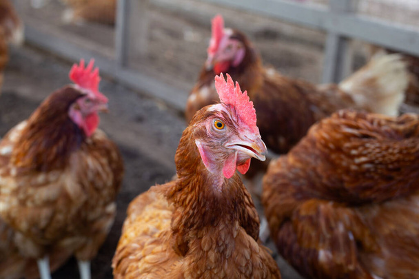 Hens in the chicken farm. Organic poultry house. - Photo, Image