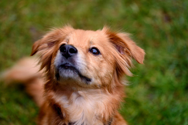 Portrait of red mixed breed dog - Foto, Bild