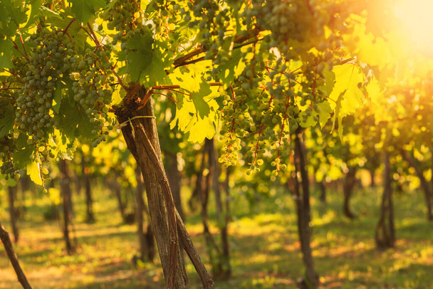 Grapes growing in a vineyard on a sunny day.Summer season. High quality photo - Foto, Imagen
