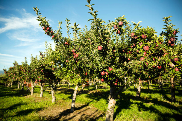 Red Delicious apple tree in an orchard located in Penticton, British Columbia, Canada. Penticton is a city located in the Okanagan Valley. - Fotoğraf, Görsel