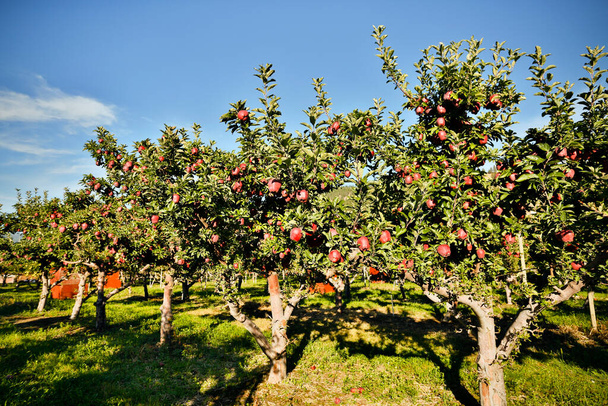 Red Delicious apple tree in an orchard located in Penticton, British Columbia, Canada. Penticton is a city located in the Okanagan Valley. - Fotoğraf, Görsel