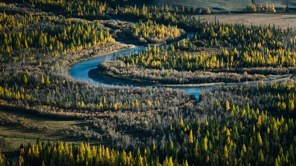 Вид на лес и реку Катунь на Алтае, Западная Сибирь, Россия.  - Фото, изображение