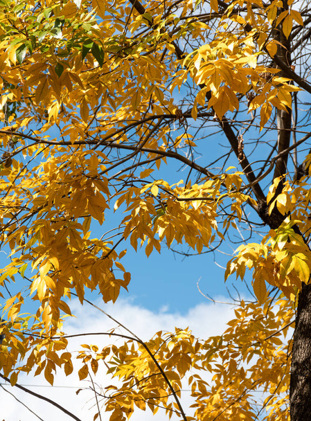 Yellow autumn leaves on a tree and sky in the background. - Foto, Bild