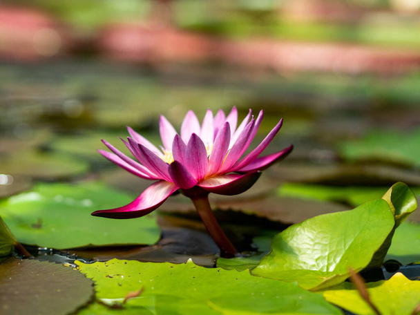 Violet flower of water lily with sharpe leaves in water - 写真・画像