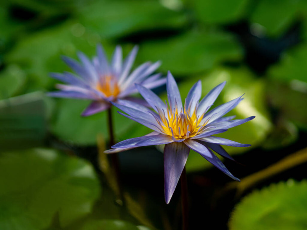Lilac flower of water lily with sharpe leaves in water - Foto, Imagen