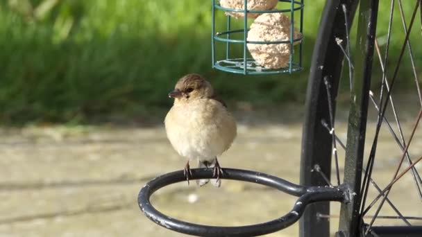 Common chaffinch sick with Trichomoniasis Canker Fat finch Uk - Filmmaterial, Video