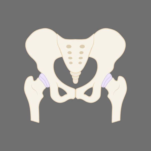 Illustration of the human pelvis bone - Vetor, Imagem