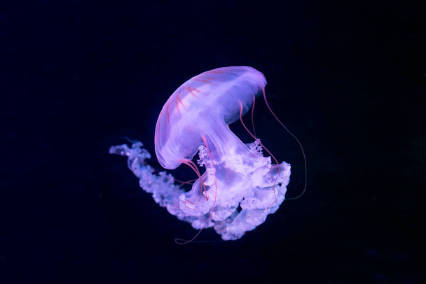 Медузы (Chrysaora fuscescens или тихоокеанская морская крапива) - Фото, изображение