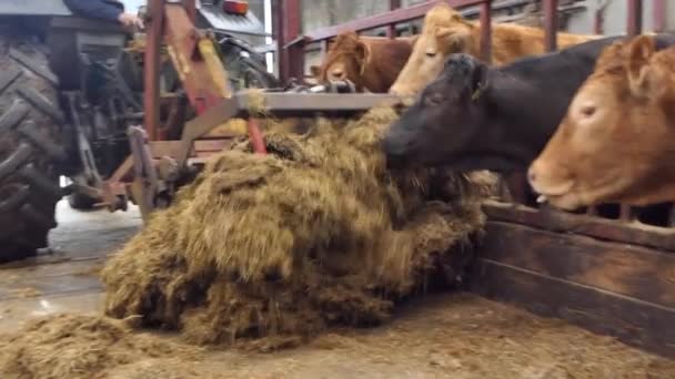 Красные и черные коровы едят силосную траву через ворота в сарае для скота  - Кадры, видео