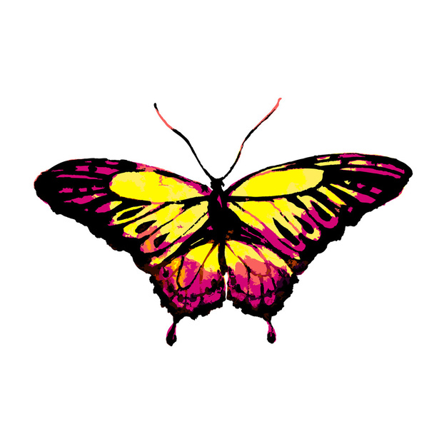Butterfly design - Vetor, Imagem