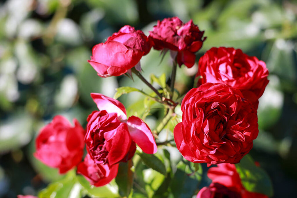 Out of Rosenheim rose flower head in the Guldenmondplantsoen Rosarium in Boskoop in the Netherlands - 写真・画像