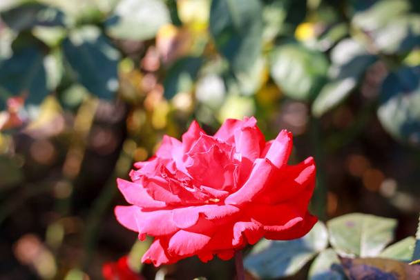 Grande Amor rose flower head in the Guldenmondplantsoen Rosarium in Boskoop Netherlands - Photo, Image