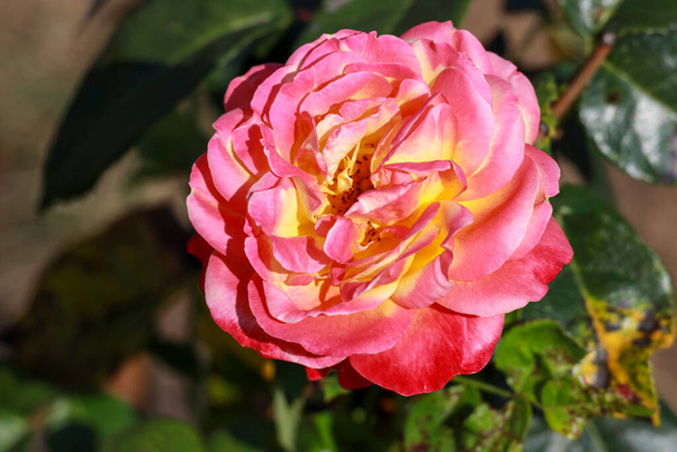 Newsflash rose flower head in the Guldenmondplantsoen Rosarium in Boskoop in the Netherlands - Photo, Image