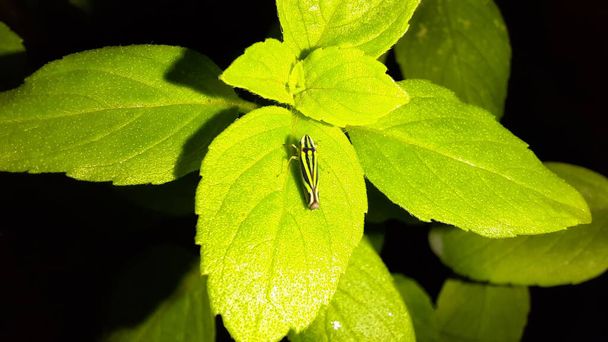 Black and green Sharpshooter Leafhopper on a basil leaf at night. - Fotó, kép