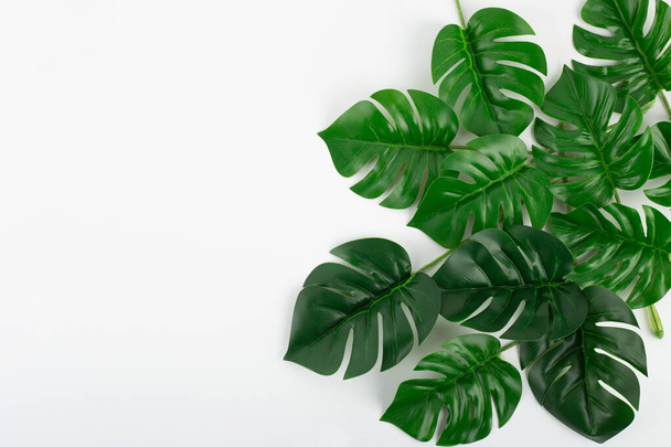 Flatlay monstera leaves background with blank space for a text closeu - Foto, Imagen