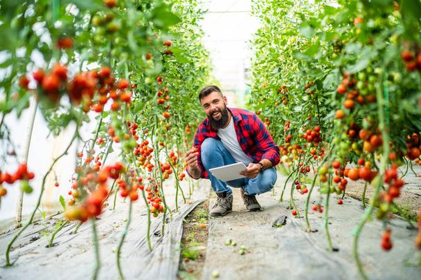 Organic greenhouse business. Farmer is picking and examining fresh and ripe cherry tomatoes in his greenhouse. - Foto, afbeelding