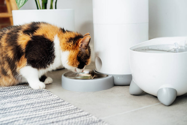 Adorable colorful cat eating from automatic smart feeder in cozy home interior. Home life with a pet. Healthy pet food diet concept. Selective focus, copy space. - Photo, image