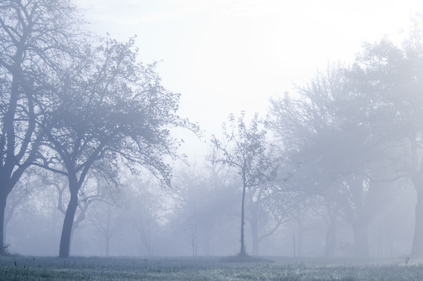 albero solitario nella nebbia - Foto, immagini