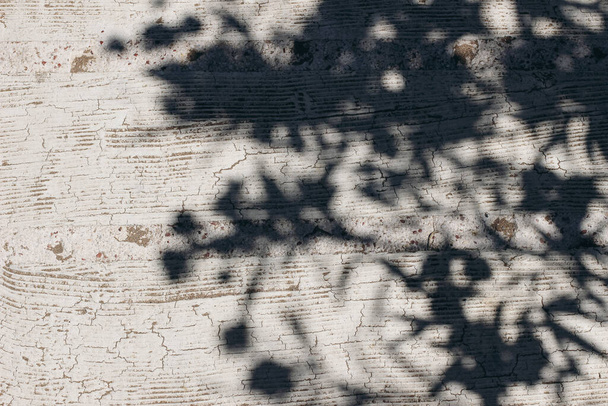 Grunge shabby floor, wall in sunlight. Concrete texture with dark tree leaves and blossoms shadow overlay. Trendy background, web banner in sunlight, exotic summer vacation design. Flat lay, top view. - Foto, imagen