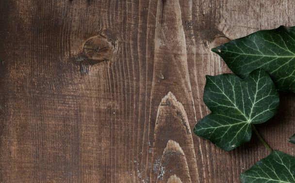 wood slice podium and dark green leaves background for cosmetic product mockup - Zdjęcie, obraz