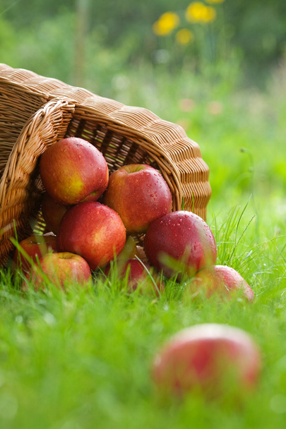 Яблука в кошику
 - Фото, зображення