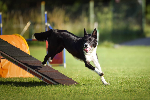 Border collie in agility balance beam. Amazing day on Czech agility competition. They are middle expert it means A2. - Photo, Image