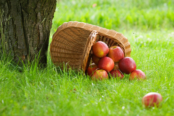 Apples in the basket - Foto, Imagem