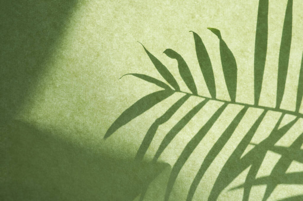 Shadow of houseplant on light green background - Foto, afbeelding